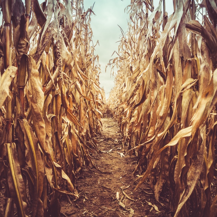 Inside of a dried corn field that was carved into a maze.