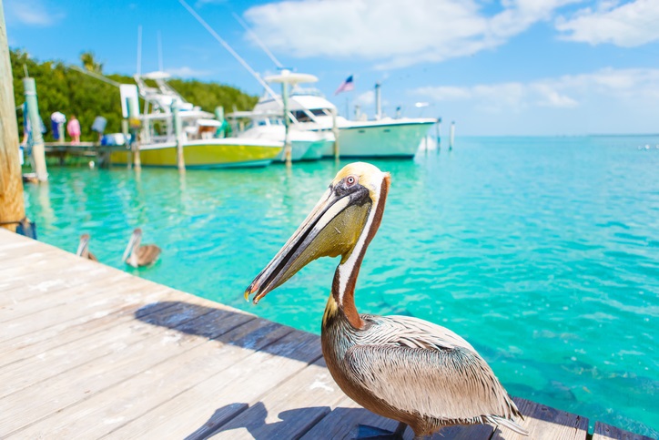 Aya Healthcare - Pelicans in Islamorada, Florida Keys