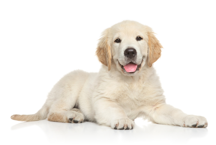 Aya Healthcare - Golden Retriever Puppy