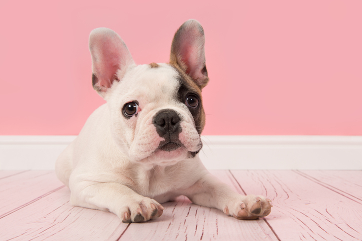 Aya Healthcare - French Bulldog