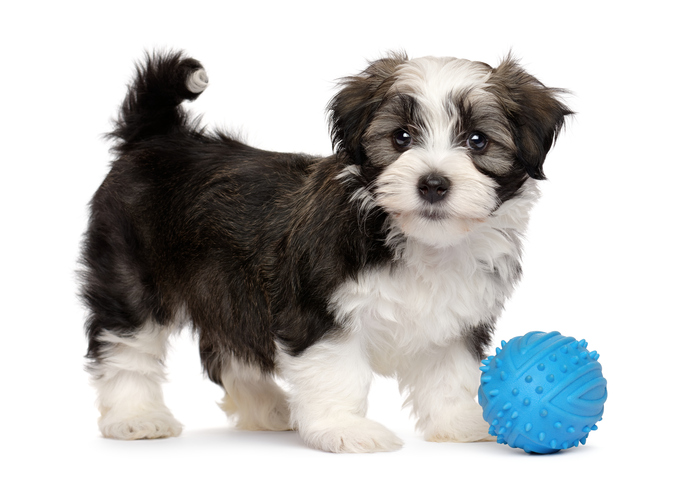 Aya Healthcare - Havanese Puppy