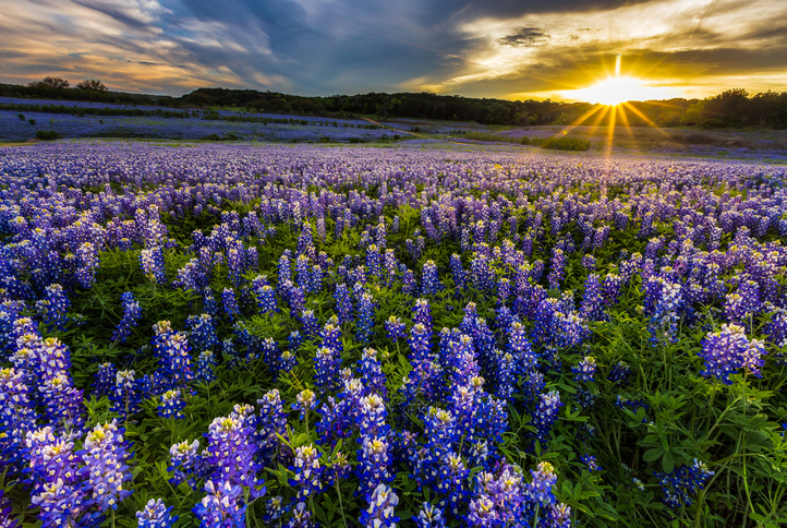 Aya Healthcare - Texas Bluebonnet Fields